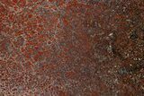 Polished Dinosaur Bone (Gembone) Slab - Colorado #324203-1